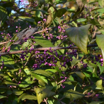 Callicarpa japonica 'var. luxurians' (073603)