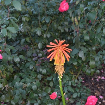 Kniphofia rooperi '' (073606)