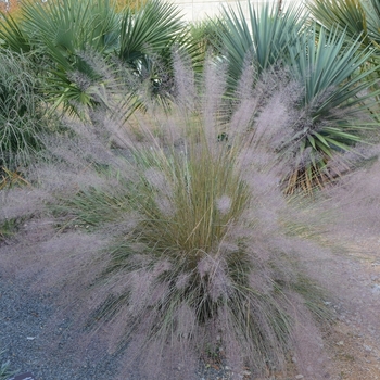 Muhlenbergia 'Pink Flamengo' (073609)