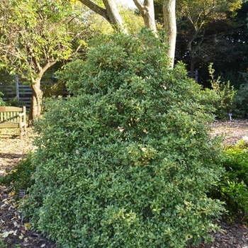 Osmanthus heterophyllus 'Goshiki' (073612)