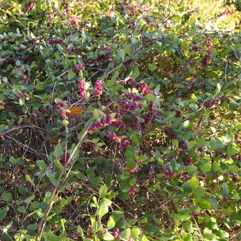 Symphoricarpos x doorenbosii 'Pink Magic' (073622)