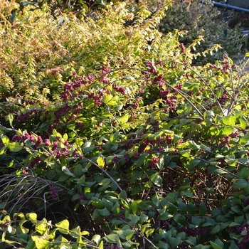 Symphoricarpos x doorenbosii 'Pink Magic' (073623)