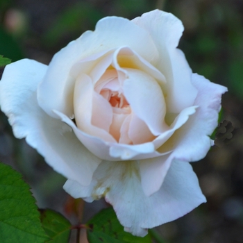Rosa 'French Lace' Rose  Garden Center Marketing