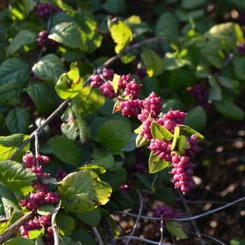 Symphoricarpos x doorenbosii 'Pink Magic' (073626)