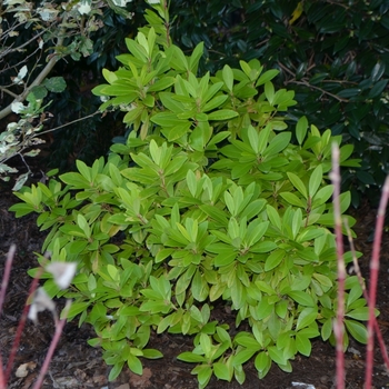 Illicium parviflorum 'Florida Sunshine' (073627)