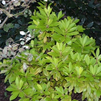 Illicium parviflorum 'Florida Sunshine' (073628)