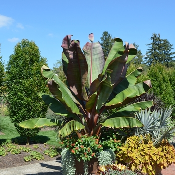 Ensete ventricosum 'Maurelii' (073642)