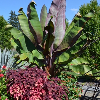 Ensete ventricosum 'Maurelii' (073644)