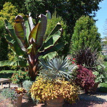 Ensete ventricosum 'Maurelii' (073645)