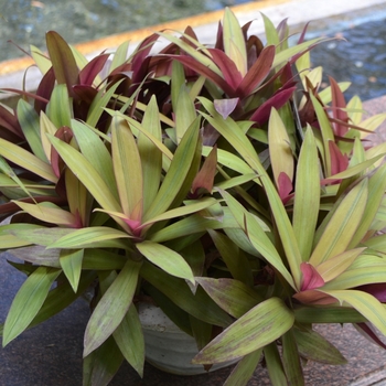 Tradescantia spathacea 'Vittata' (073650)