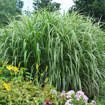 Miscanthus sinensis 'Cosmopolitan' (073660)