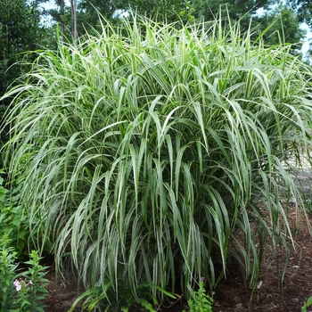 Miscanthus sinensis 'Cosmopolitan' (073662)