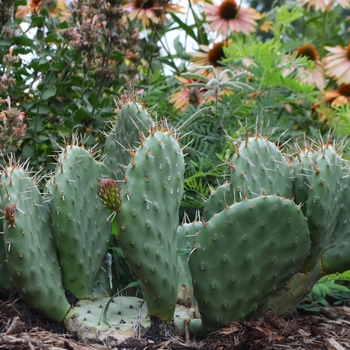 Opuntia polyacantha 'Snowball' (073668)