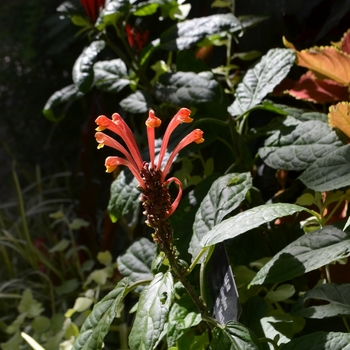 Scutellaria costaricana '' (073711)