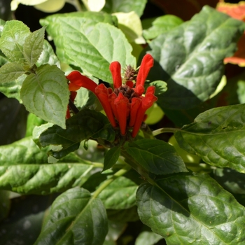 Scutellaria costaricana '' (073712)