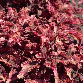 Coleus 'Molten Lava' (073713)