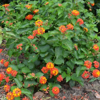 Lantana camara 'Patriot™ Classic™' (073784)