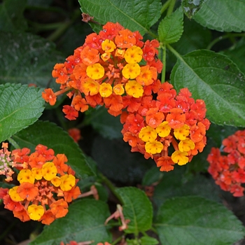 Lantana camara 'Patriot™ Classic™' (073785)