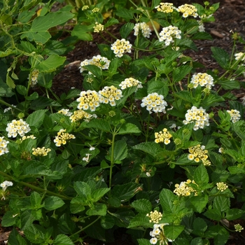 Lantana camara 'Sunny Side Up' (073787)