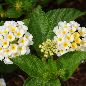 Lantana camara 'Sunny Side Up' (073788)