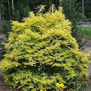 Ligustrum sinense 'Sunshine' (073790)