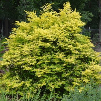 Ligustrum sinense 'Sunshine' (073791)