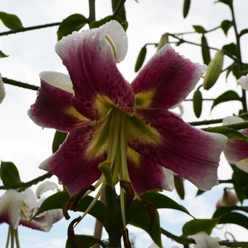 Lilium 'Leslie Woodriff' (073814)