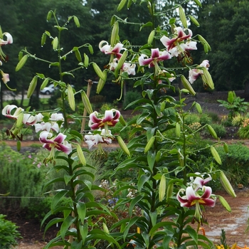 Lilium 'Leslie Woodriff' (073815)