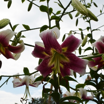 Lilium 'Leslie Woodriff' (073816)