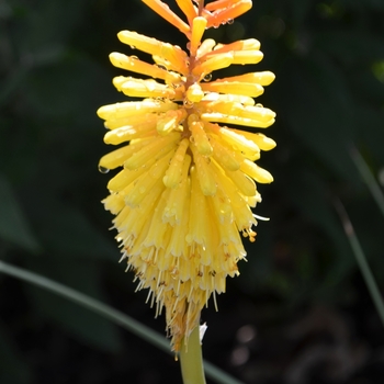 Kniphofia 'Royal Standard' (073819)