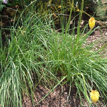 Kniphofia 'Royal Standard' (073820)