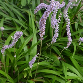 Liriope platyphylla '' (073823)