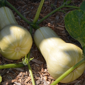 Cucurbita moschata 'Waltham' (073857)