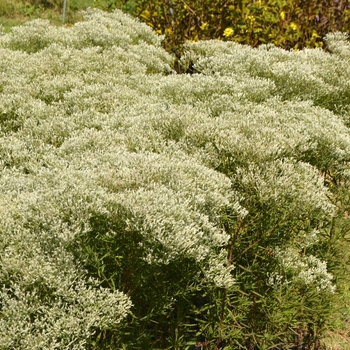 Eupatorium hyssopifolium '' (073862)