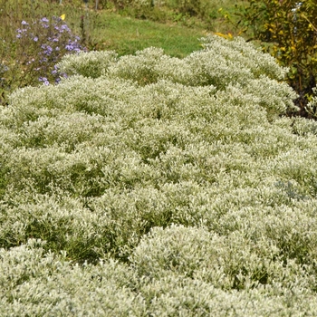 Eupatorium hyssopifolium '' (073863)