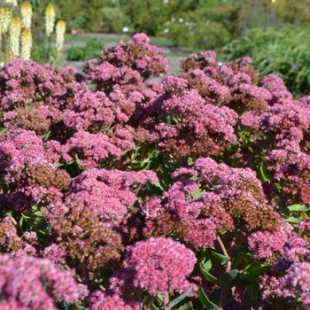 Sedum Party Hardy™ 'Pool Party' (073873)