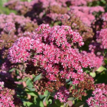 Sedum Party Hardy™ 'Pool Party' (073874)