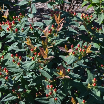 Hypericum 'Go Mega' (073876)