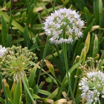 Allium nutans 'Pam Harper' (073910)