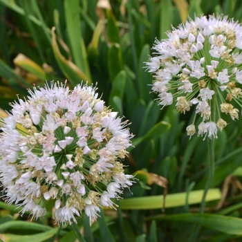 Allium nutans 'Pam Harper' (073911)