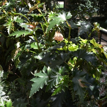 Begonia 'Irene Nuss' (073920)