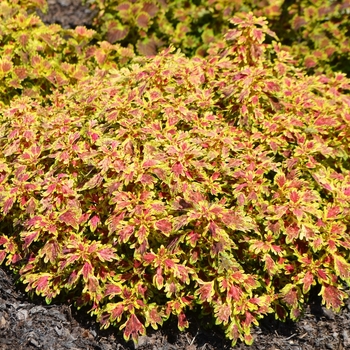 Coleus 'India Frills' (073939)