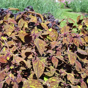 Coleus 'Ella Cinders' (073942)