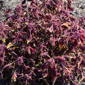 Coleus 'Creepy Crawly' (073945)