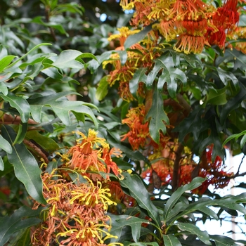 Stenocarpus sinuatus '' (073948)