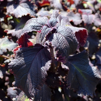 Coleus 'Purple Emperor' (073954)