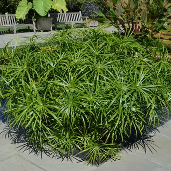 Cyperus alternifolis 'Nanus' (073959)