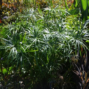 Cyperus alternifolis 'Nanus' (073961)