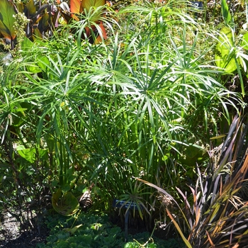 Cyperus alternifolis 'Nanus' (073962)