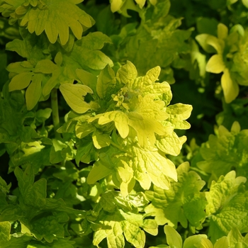 Coleus 'Twist of Lime' (073983)